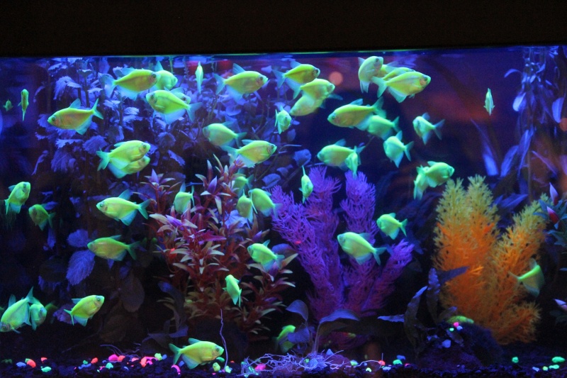 GloFish, гмо, рибки,