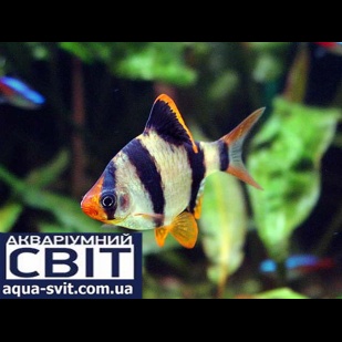 Акваріумна рибка, Суматранський Барбус, рибка, ( Barbus tetrazona)
