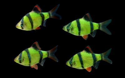 Барбус GloFish