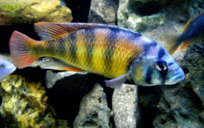 Хаплохроміс спец. 44 (Haplochromis Ch 44)