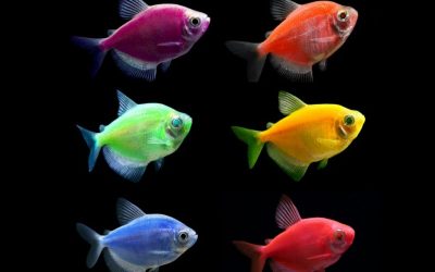 Тернеція GloFish